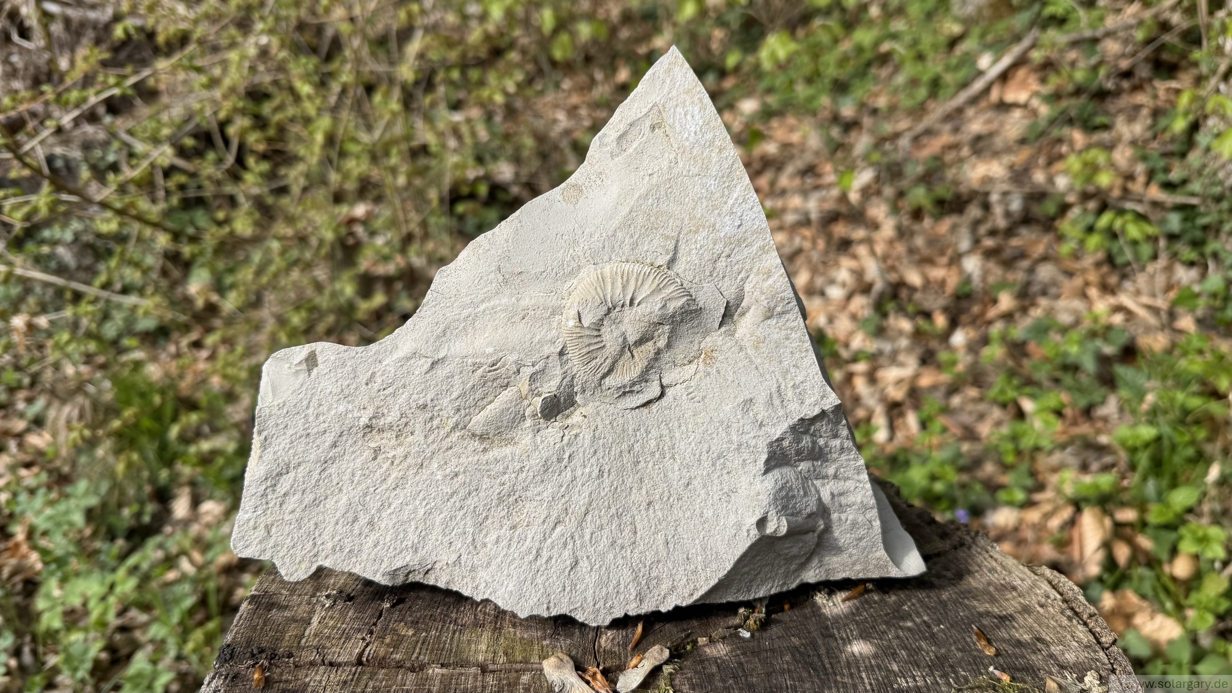 Fundstück vom Zankelstein